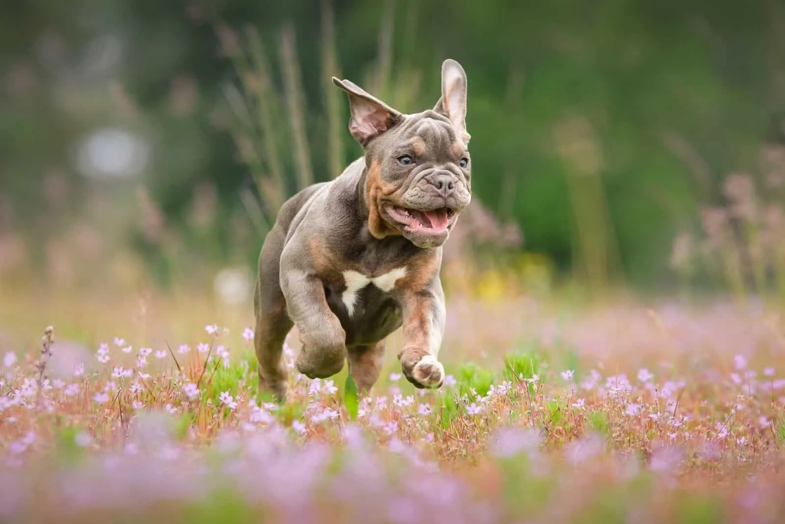 happy english bulldog playing in the flower field