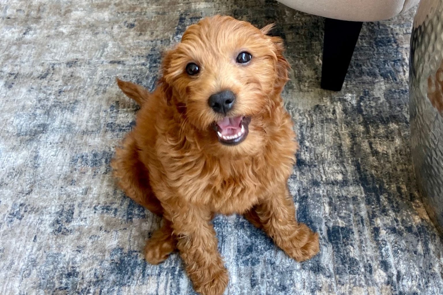 Goldendoodle Potty Training Guide Everything You Need To Know