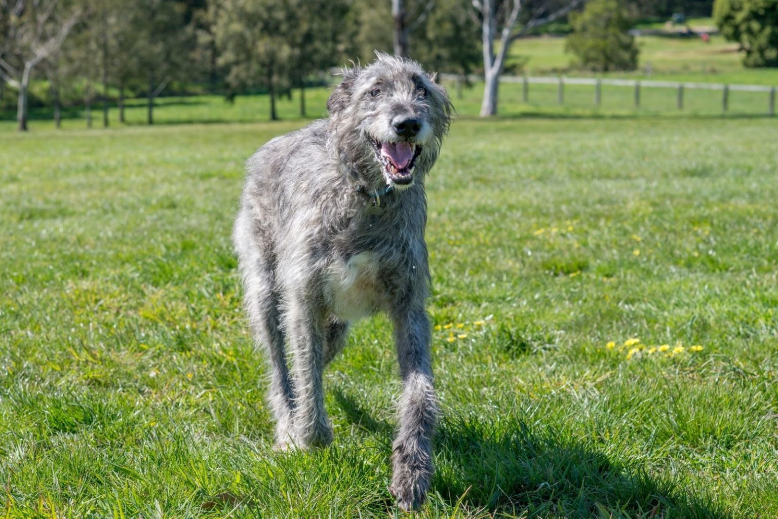 Irish Wolfhound Cost Puppy Price And Additional Expenses