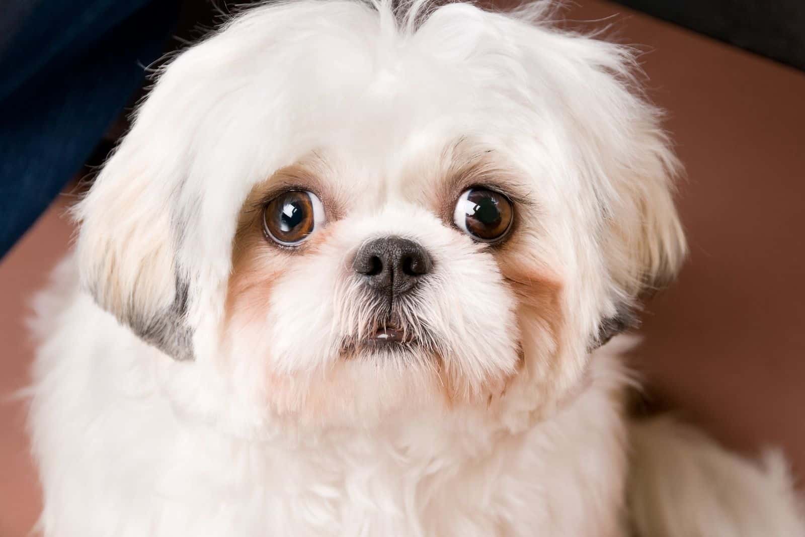 happy white shih tzu with tear stain on face