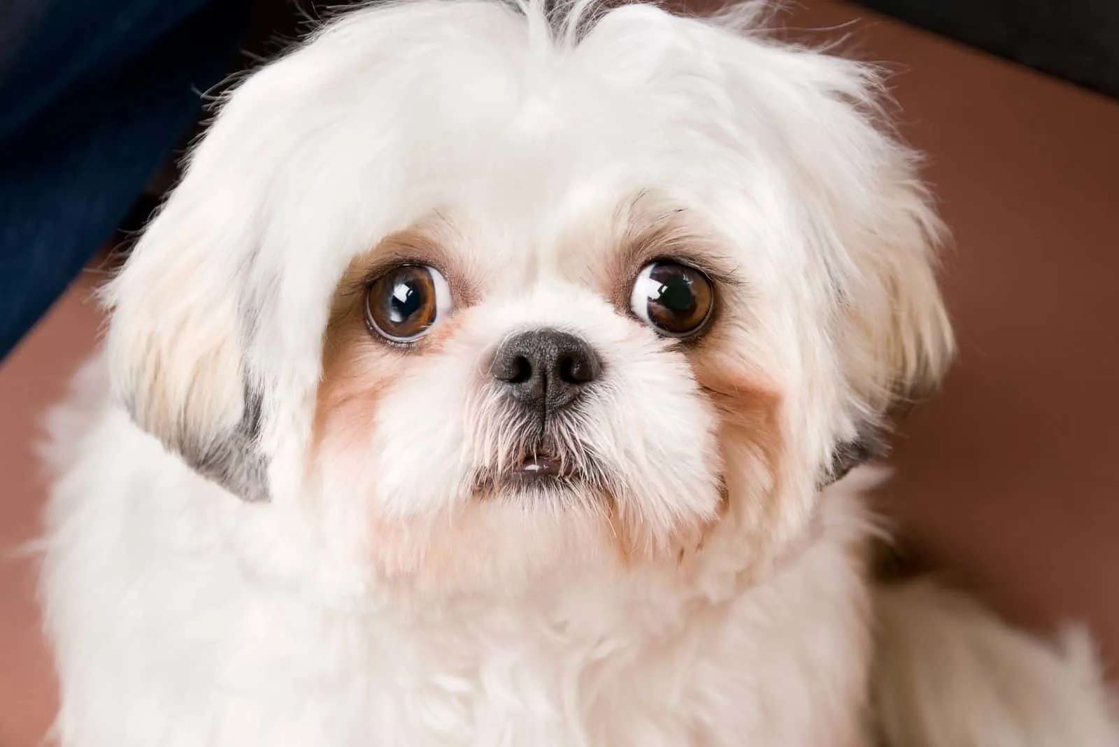 happy white shih tzu with tear stain on face
