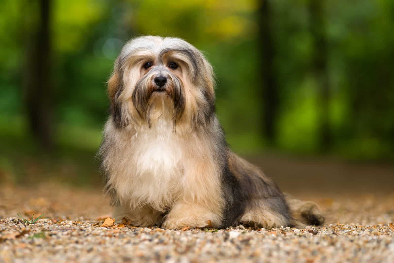 havanese dog is sitting on a gravel forest road