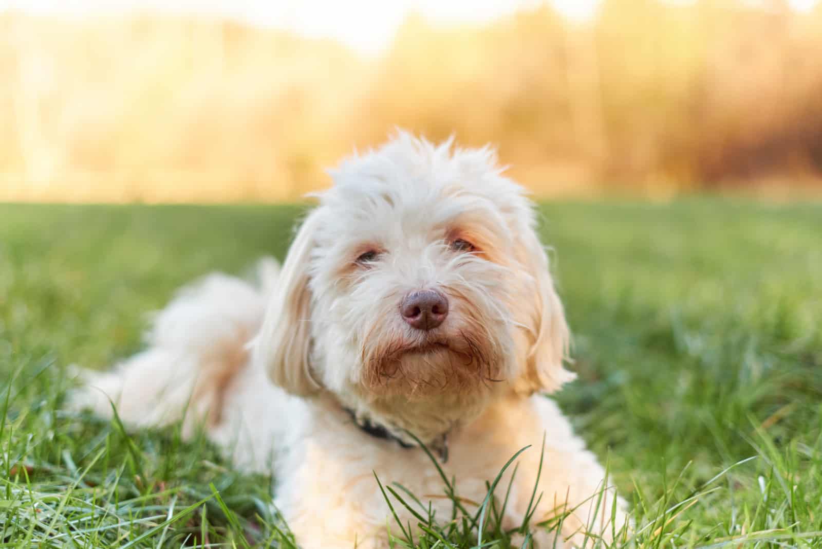 havanese dog lying on the grass