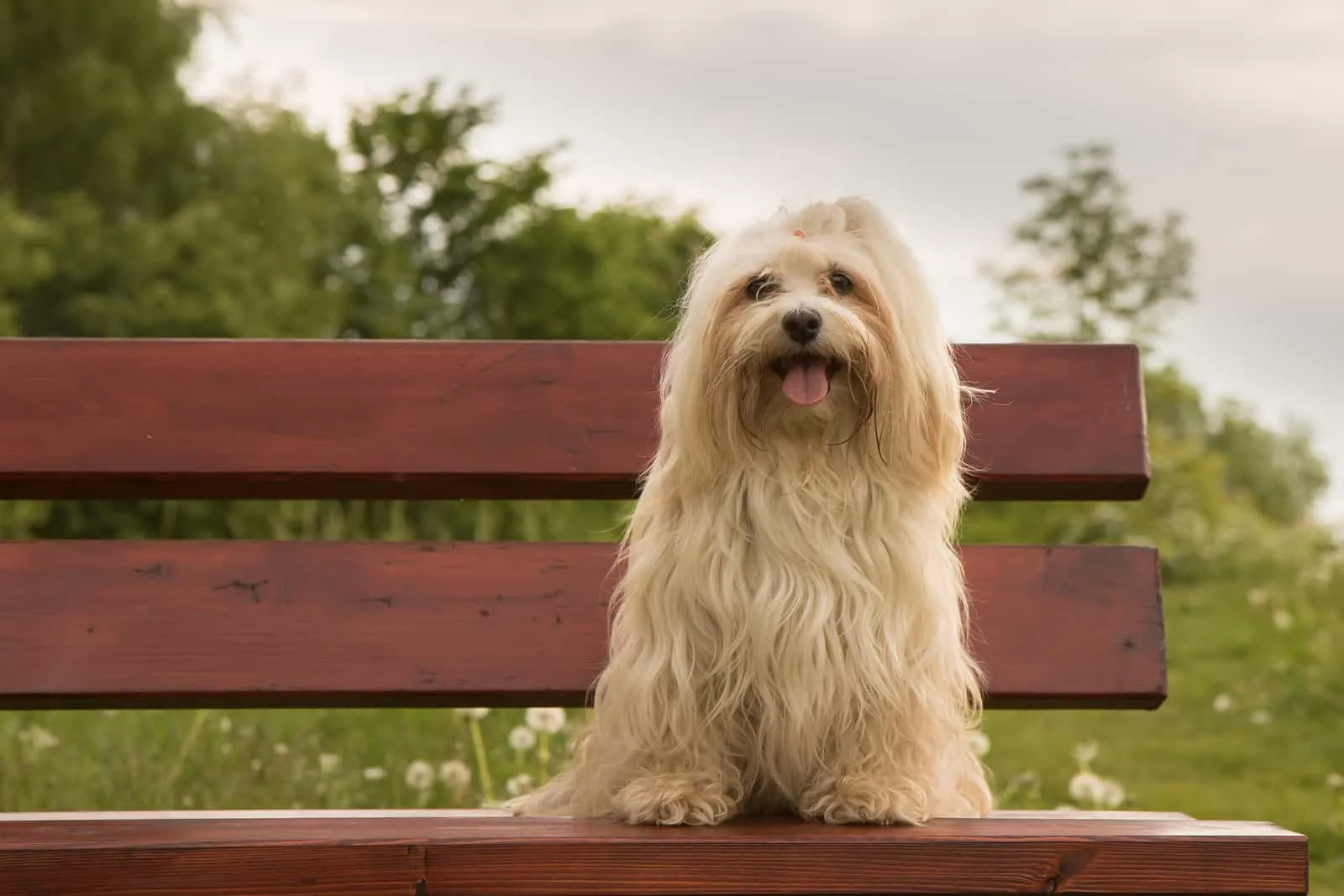 havanese dog sitting on a bench