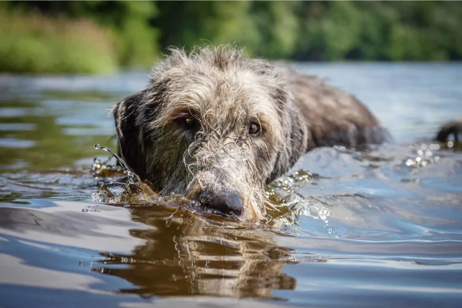 headshot of an irish wolfhound swimming in the waters