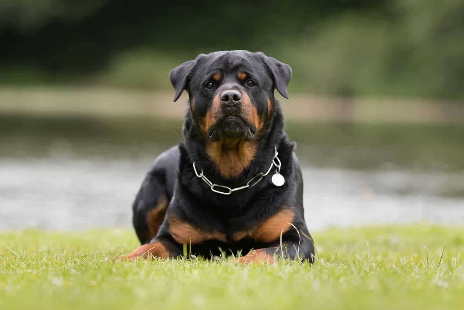 healthy purebred rottweiler posing near the river