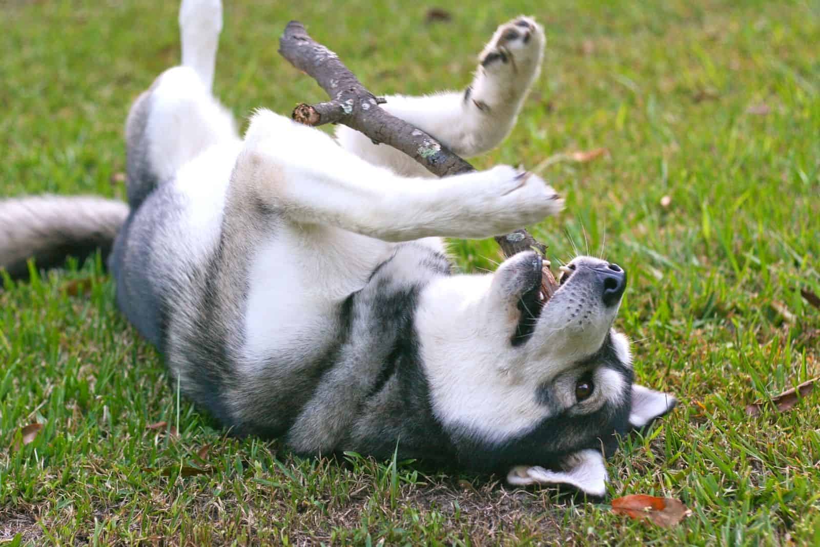 husky playing fetch rolling around the ground