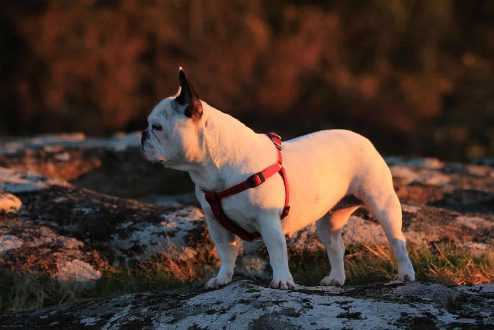 image of a french bulldog standing outdoors during golden hour