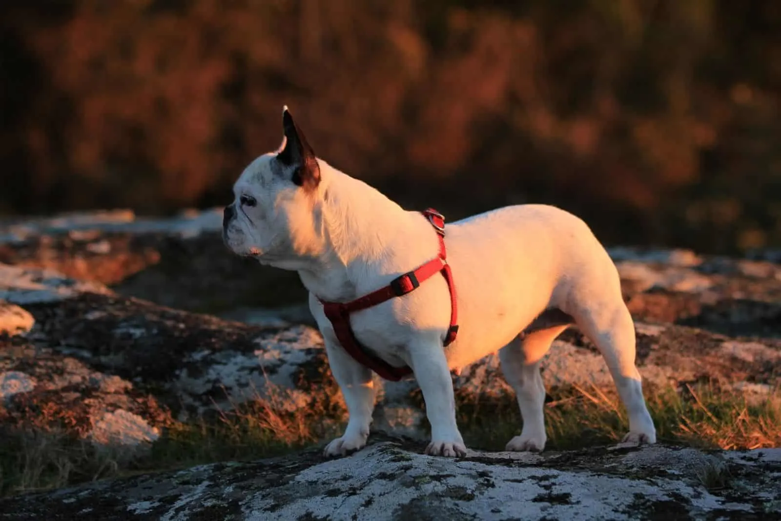 image of a french bulldog standing outdoors during golden hour