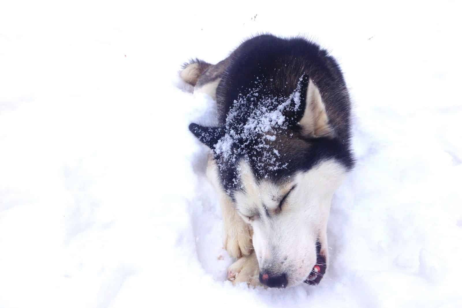 image of siberian husky chewing bone in the snow