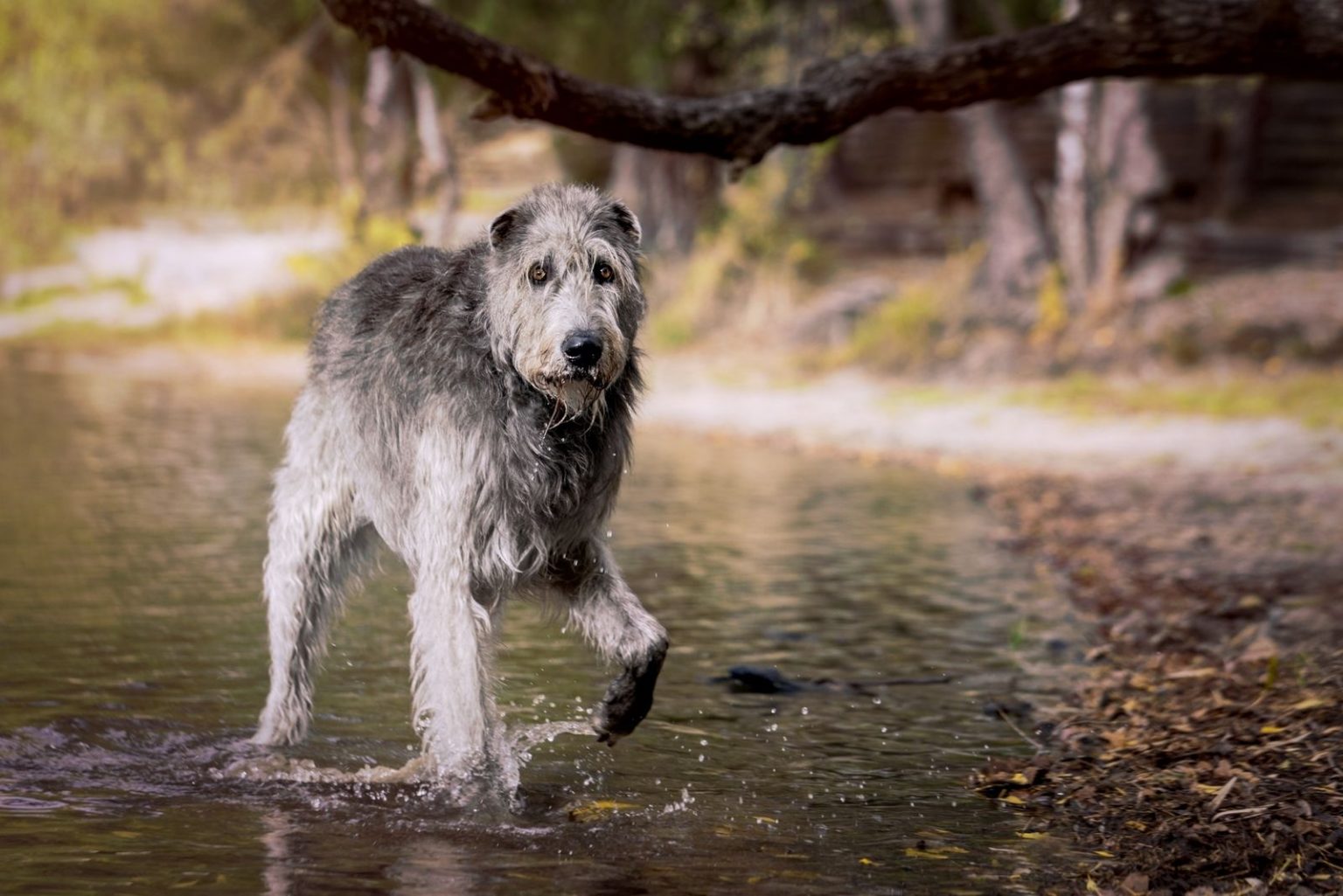 Irish Wolfhound Cost Puppy Price And Additional Expenses