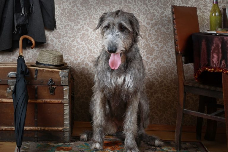 Irish Wolfhound Lifespan And Health Problems An Overview