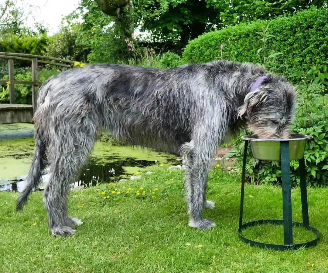 irish wolfhound drinking water