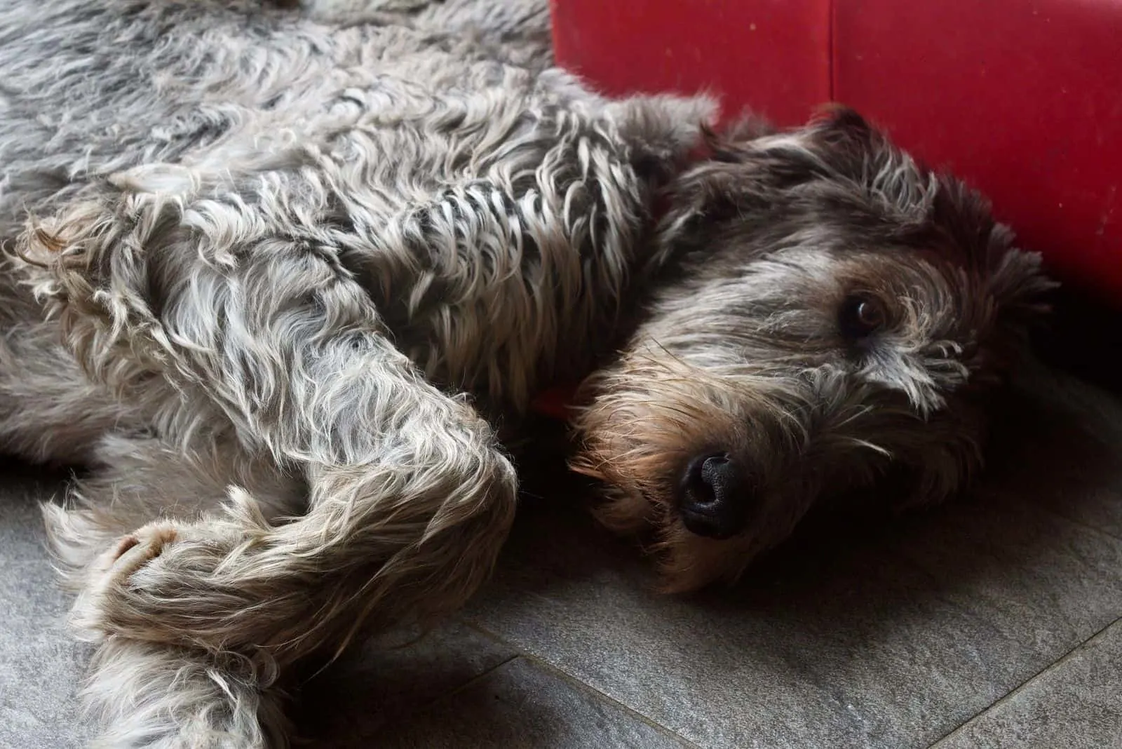 irish wolfhound lying down on with eyes open