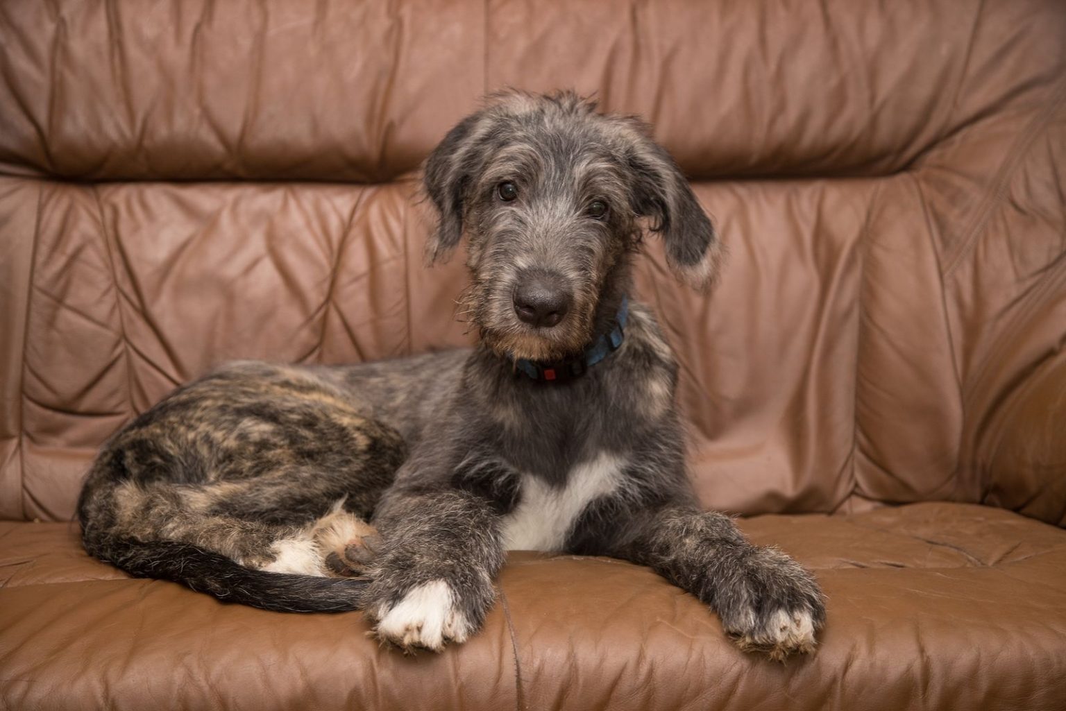 Irish Wolfhound Cost Puppy Price And Additional Expenses