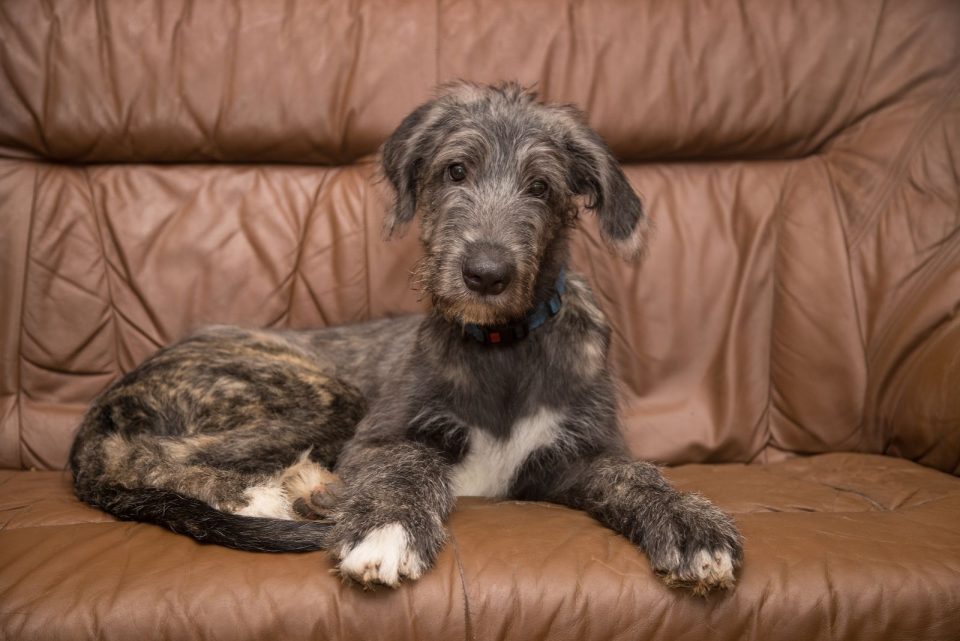 Irish Wolfhound Cost Puppy Price And Additional Expenses