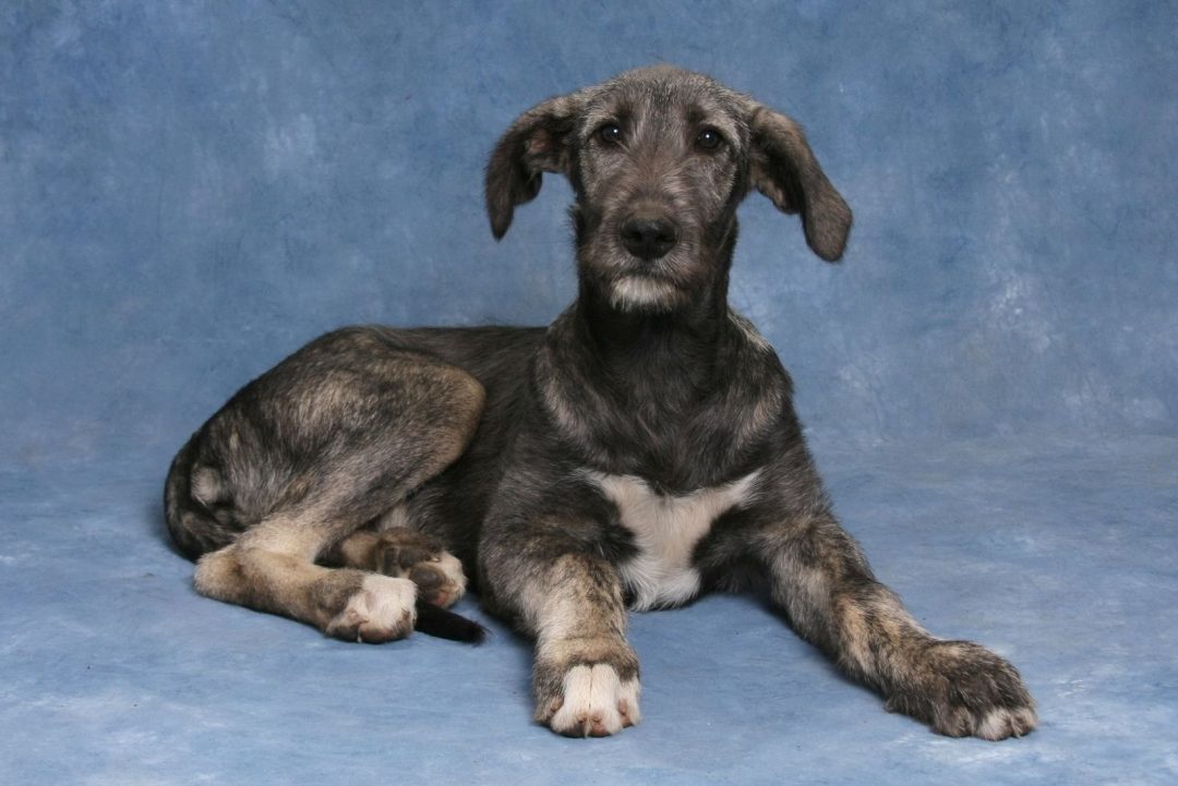 Irish Wolfhound Cost Puppy Price And Additional Expenses