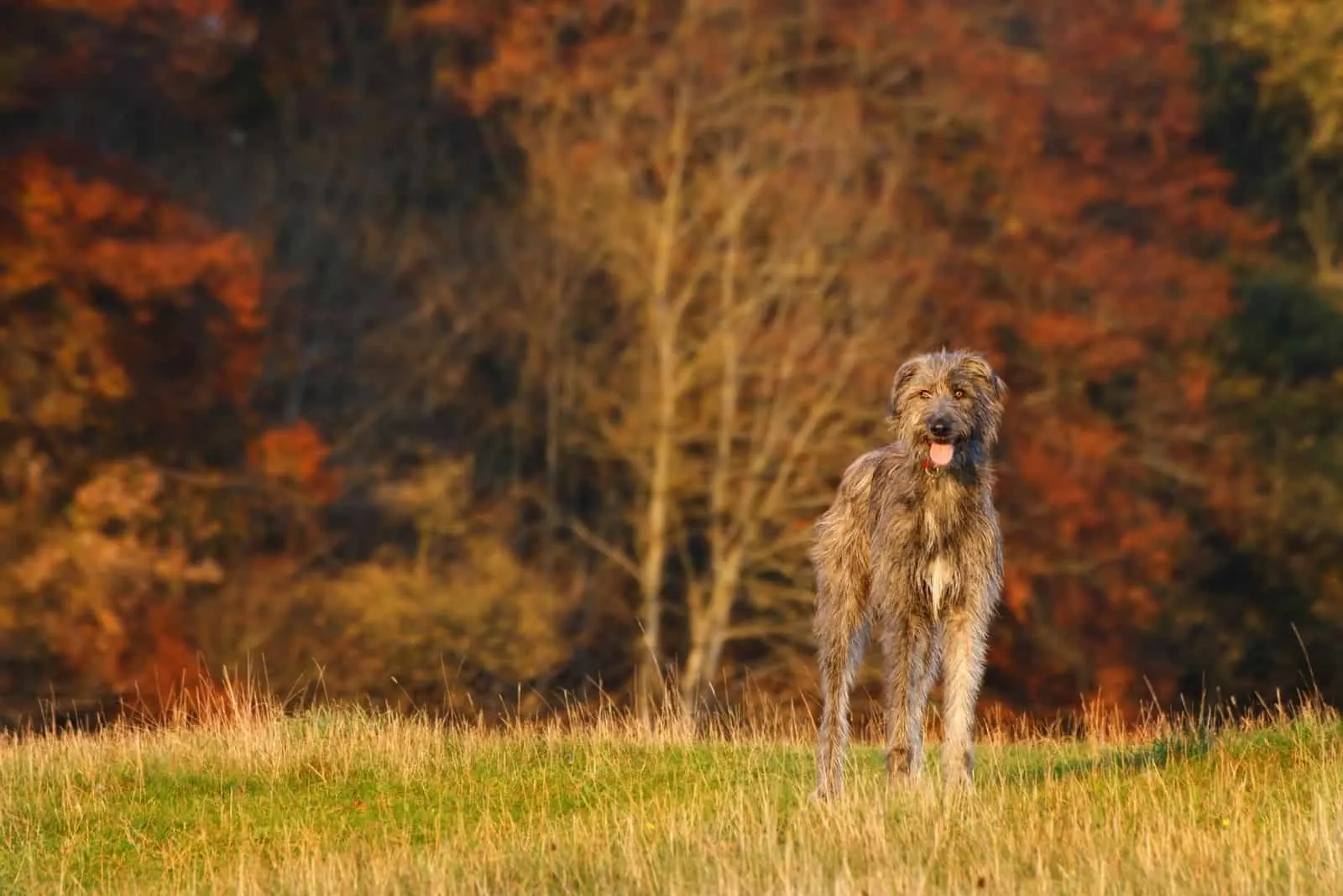 irish wolhound standing in the autumn forest
