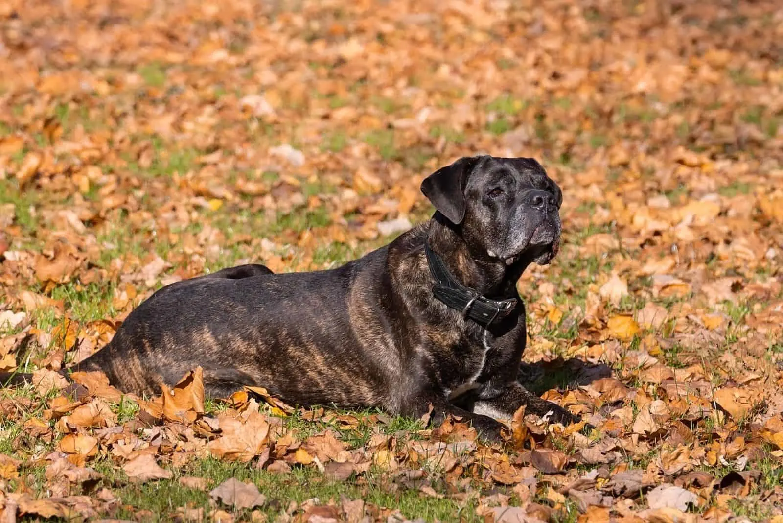 italian cane corso lying down in the autumn forest leaves on the ground
