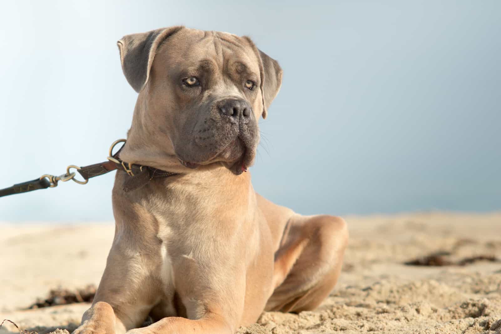 italian cane corso lying outdoors alone