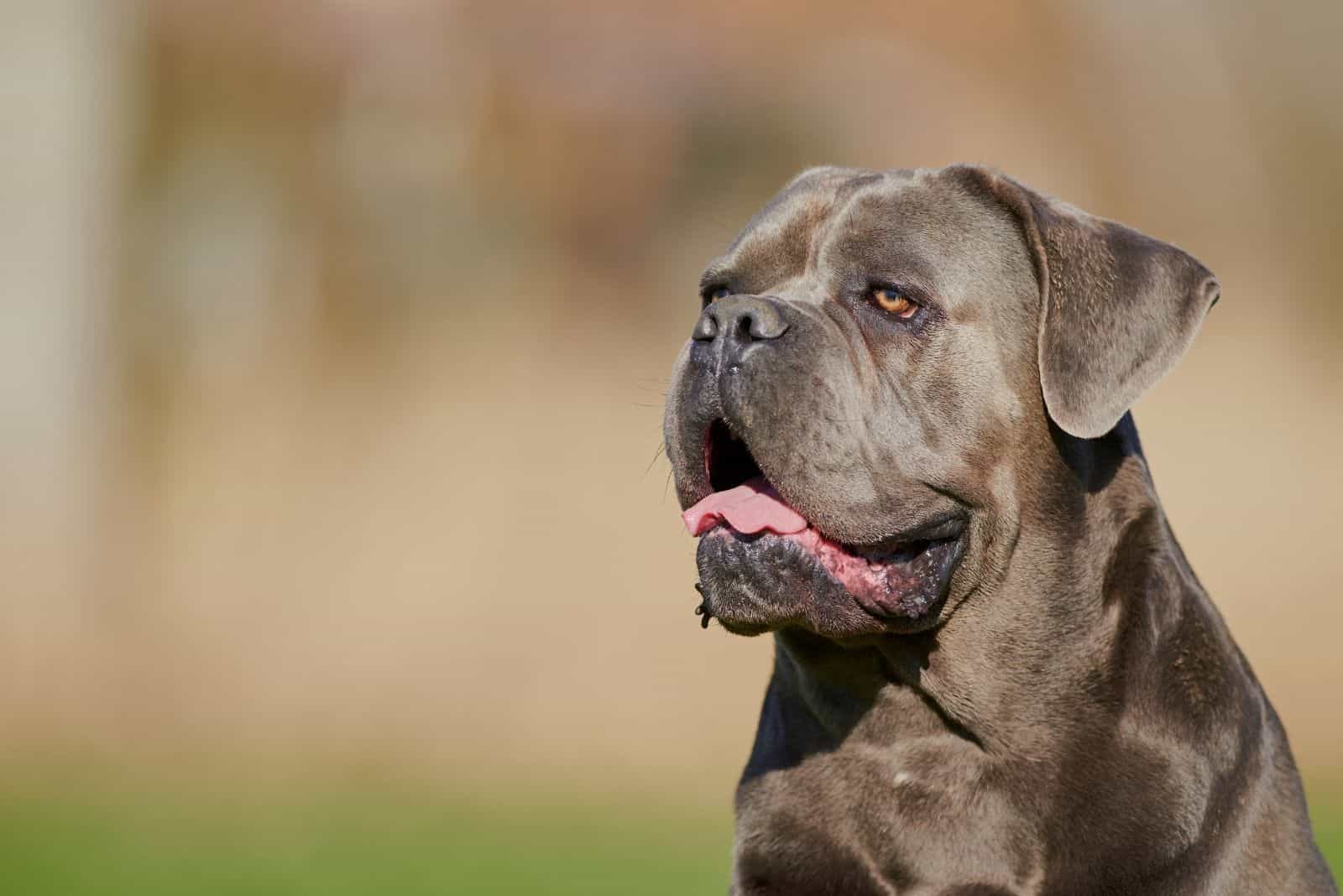 Cane Corso Mix Pitbull