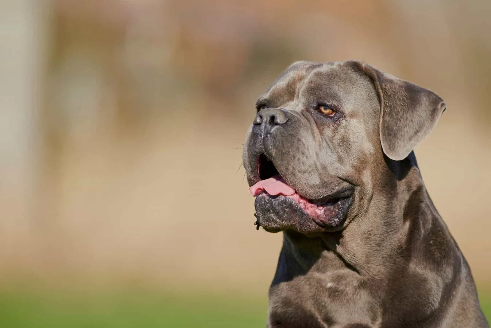 king corso pitbull in headshot image
