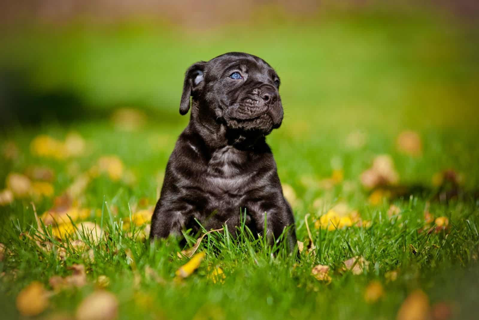 Pitbull Mixed Cane Corso