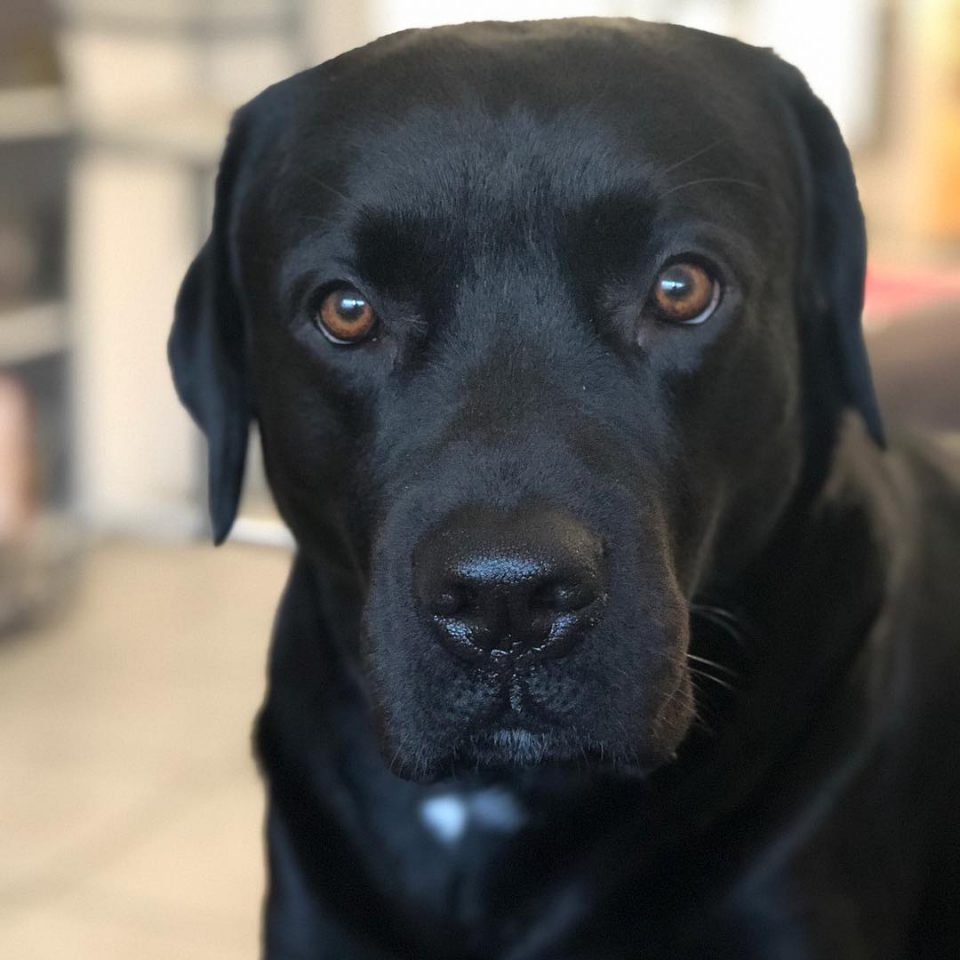 Cane corso mix breeds