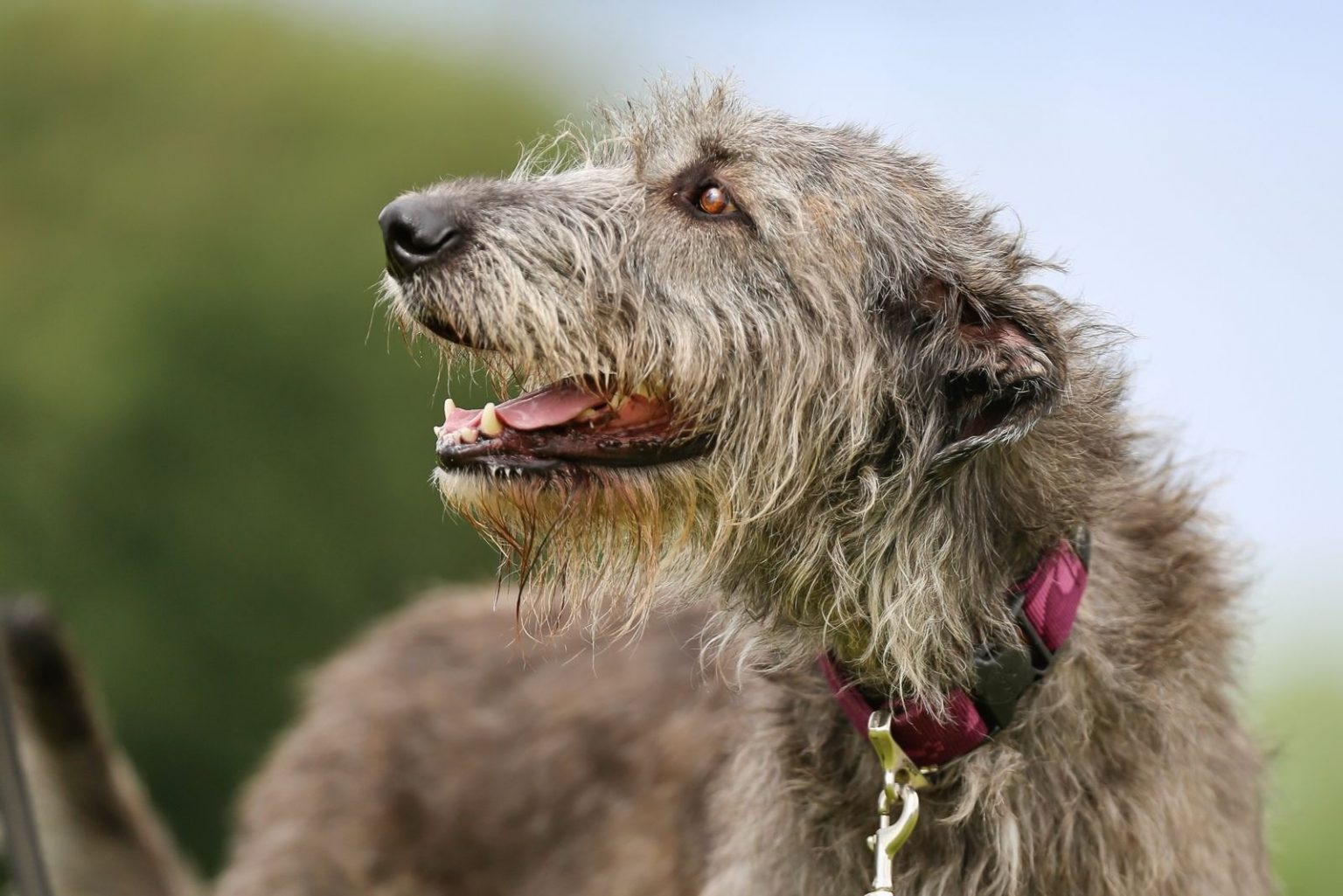 Irish Wolfhound Lifespan And Health Problems An Overview