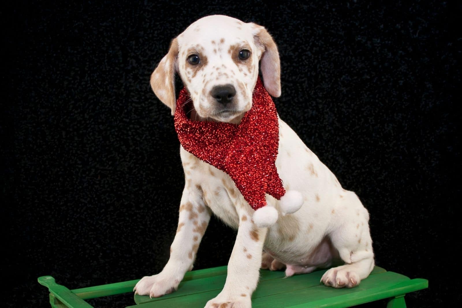 lemon dalmatian puppy with christmas coat standing in green table