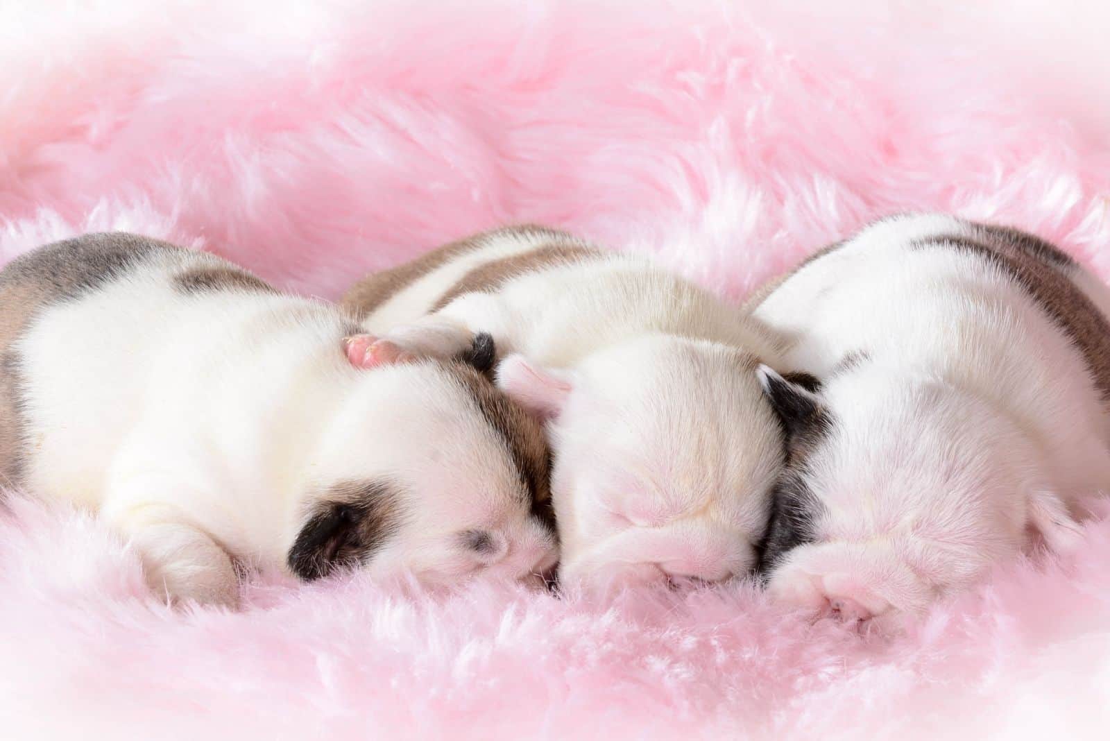 litter of bulldog puppies sleeping in pink fluffy cloth