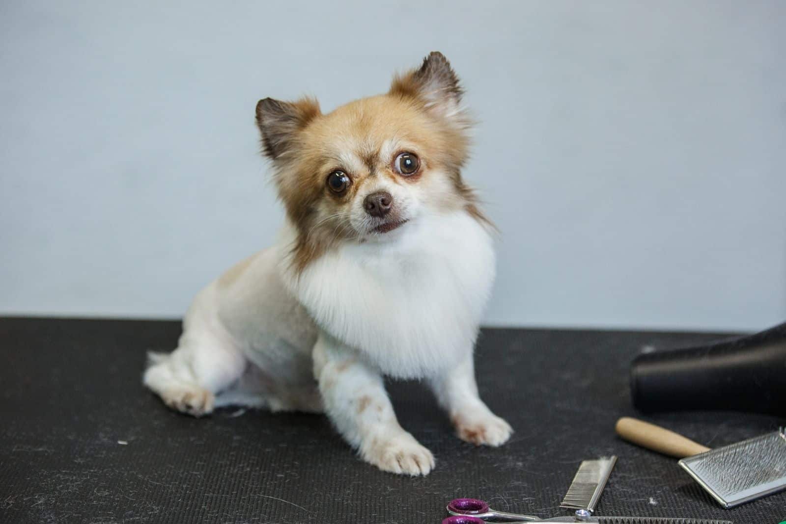 little beautiful chihuahua with a beautiful haircut 