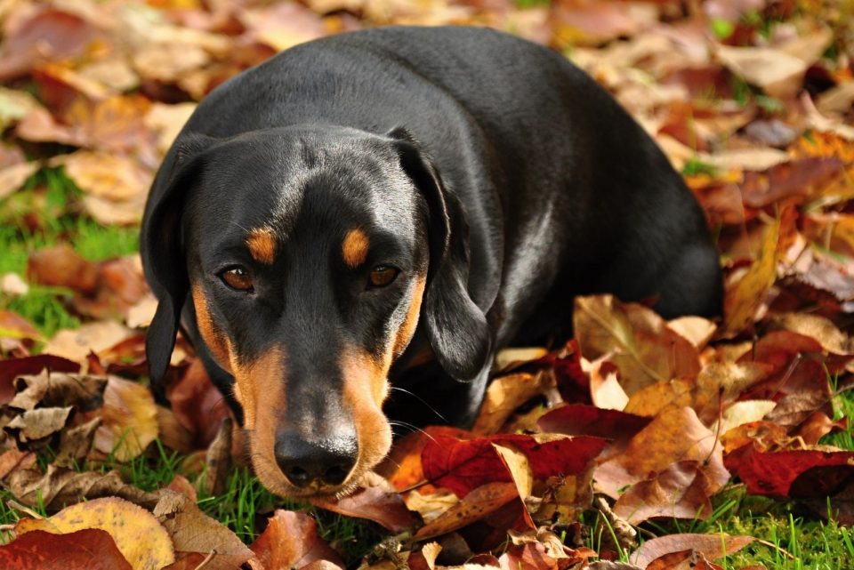 Dachshund Lifespan And Common Health Issues Explained