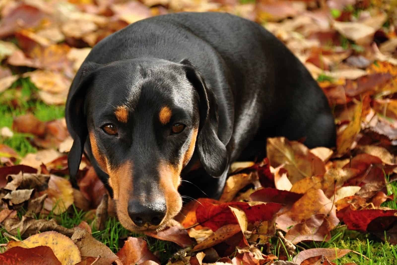 little black dachshund on autumn garden with leaves