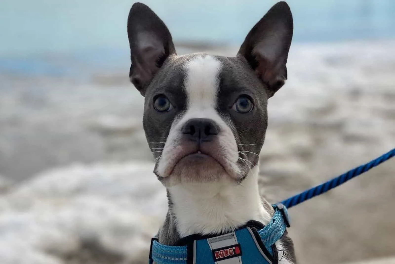 little blue boston terrier