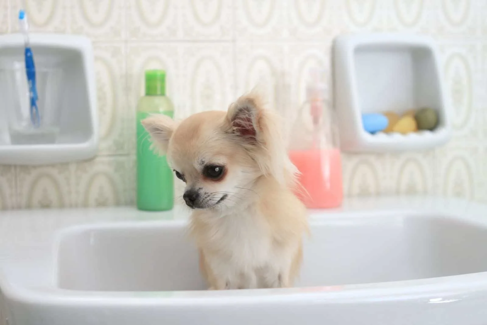 little chihuahua in a sink waiting for a bath