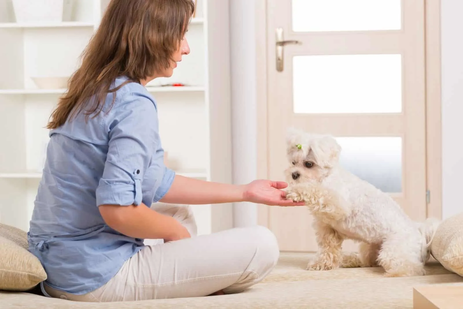 little dog maltese giving a paw to its owner inside livingroom
