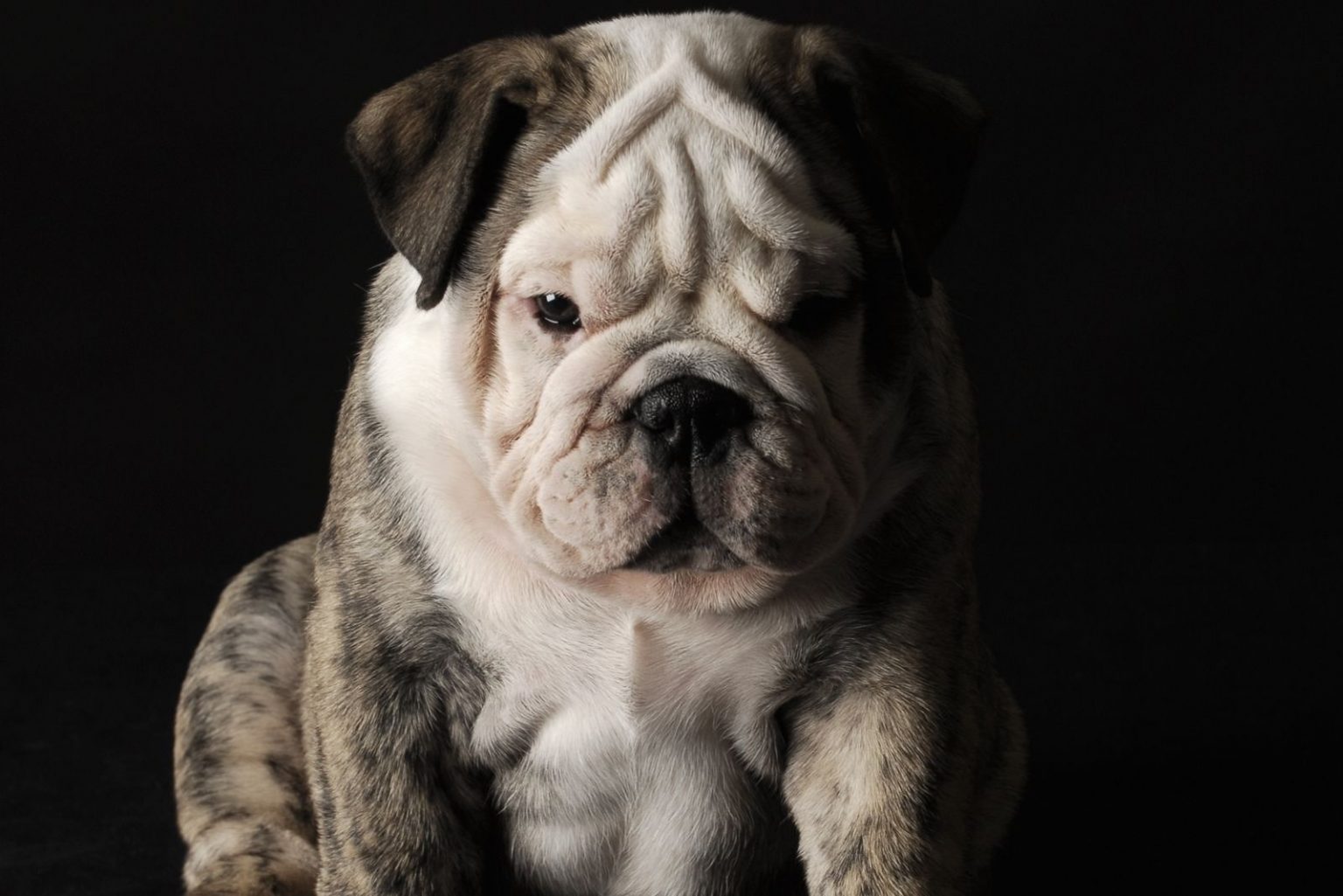 Merle English Bulldog Paying A High Price For Good Looks Merle English Bulldog Paying A High Price For Good Looks