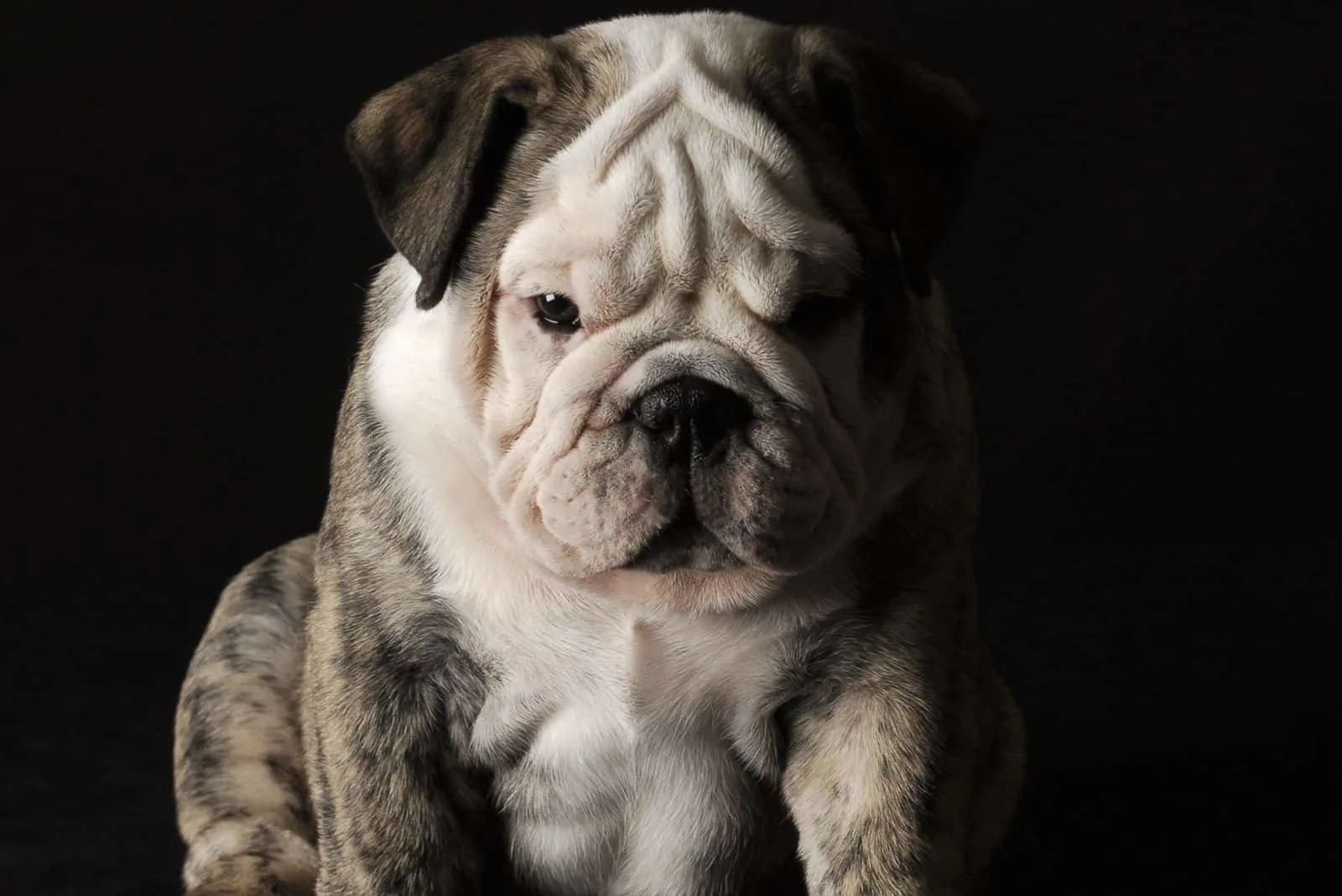 little english bulldog puppu sitting in dark background