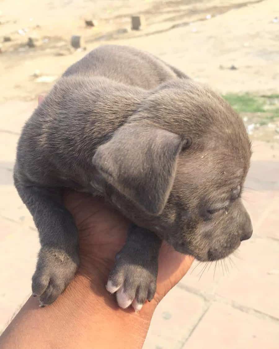 little grey pitbull puppy