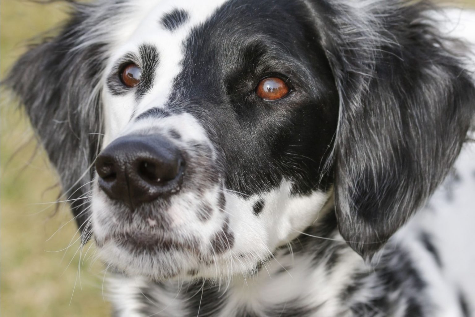 Long-Haired Dalmatian – All The Breed Information You Need