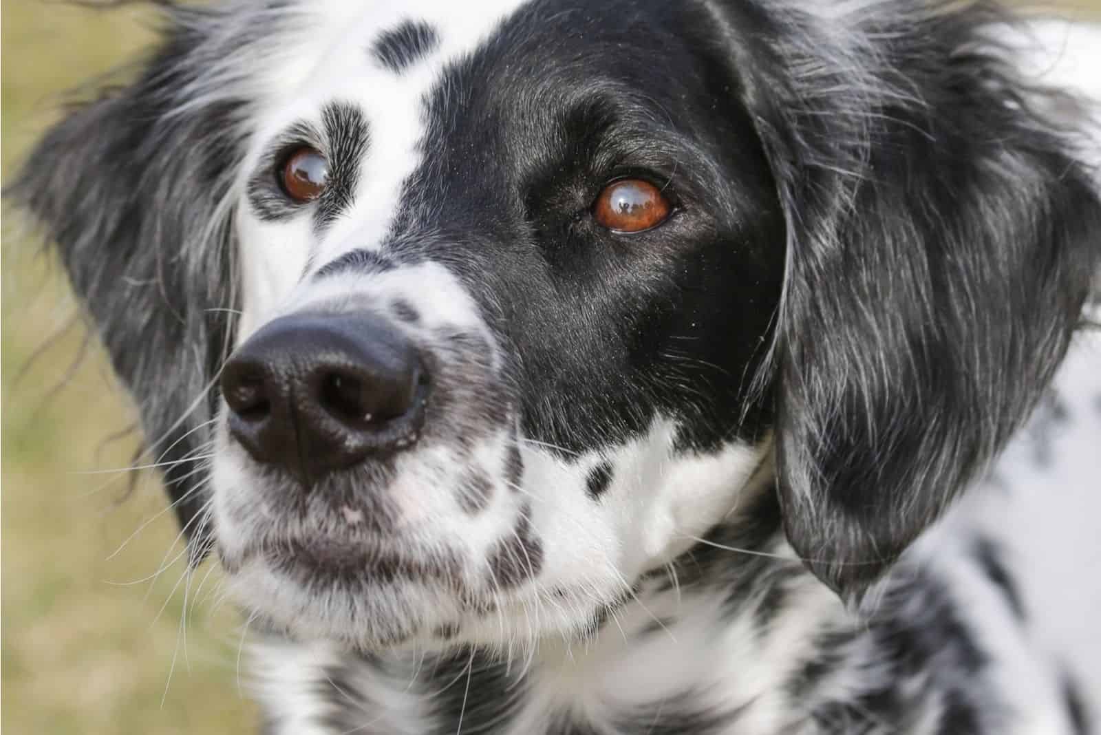 long hair dalmatian in focus photography outdoors