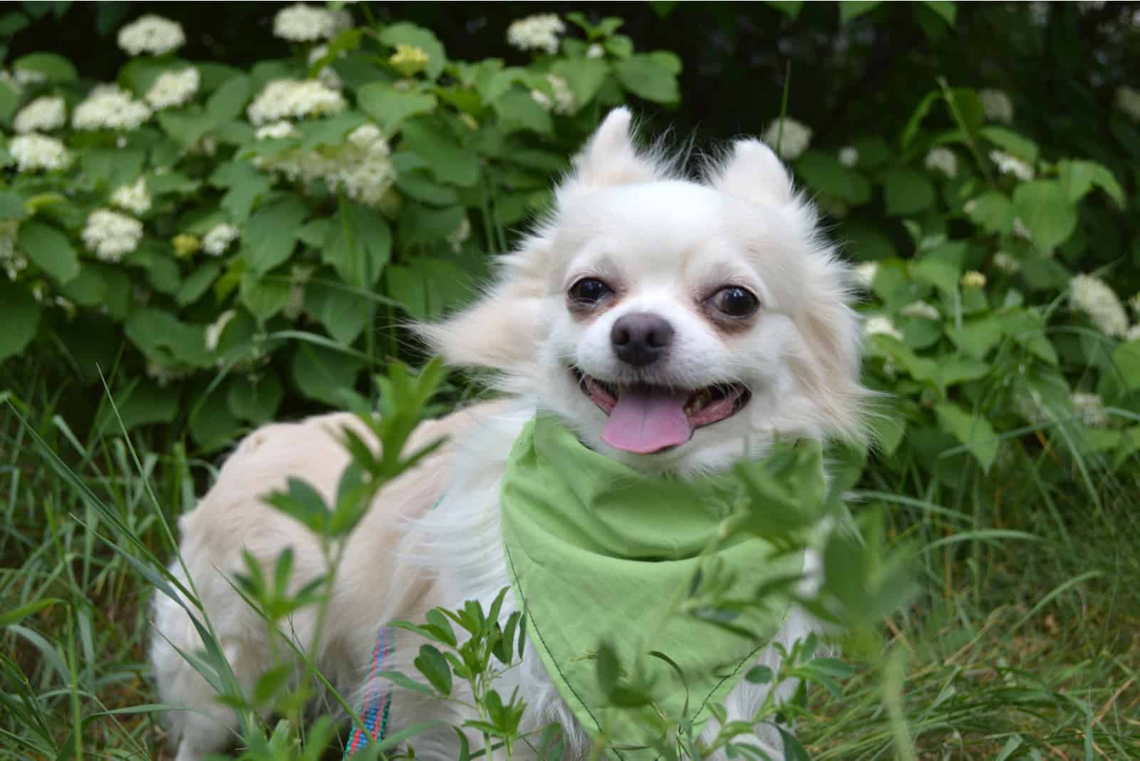 long-haired Chihuahua dog with a green bandana