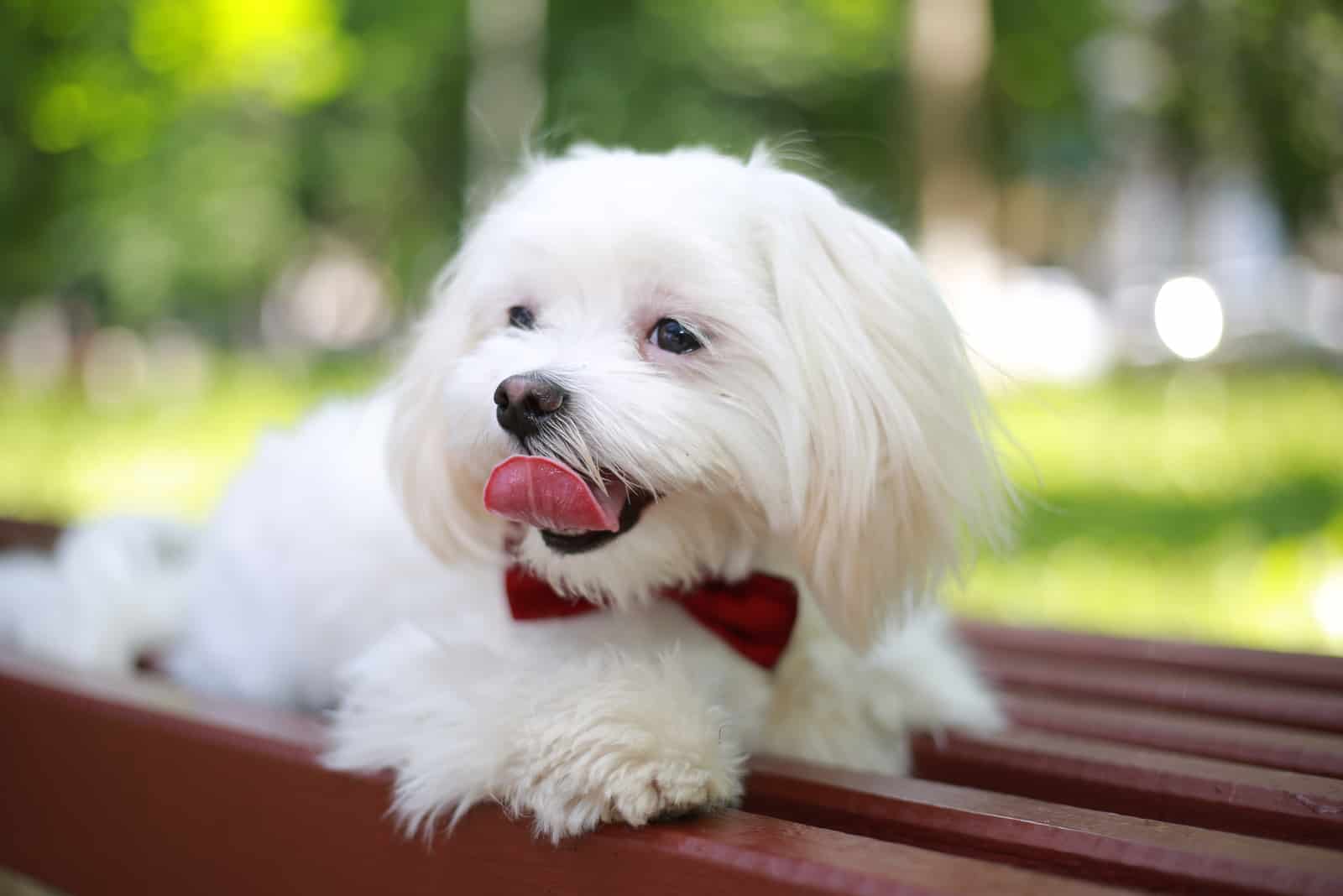 maltese dog lying on the bench