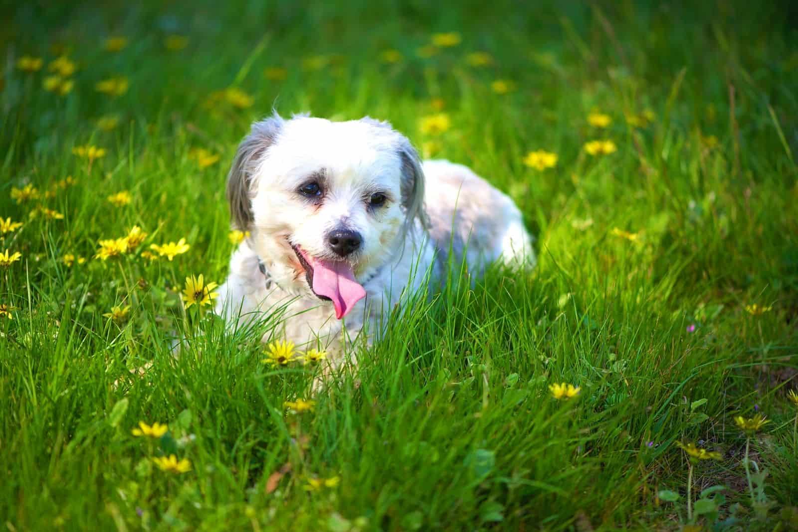 maltese shih tzu in the grass lawn garden