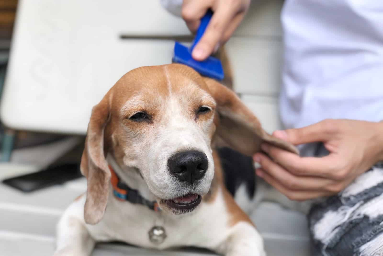 man using comb brush to beagle dog