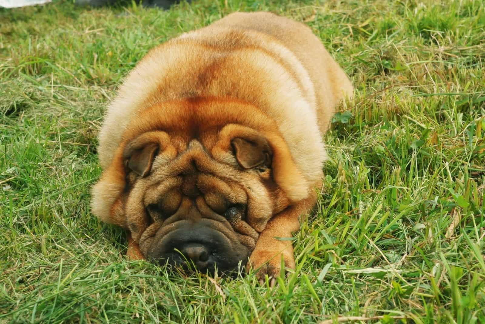 matured shar pei dog coated with bear coat lying down on the lawn