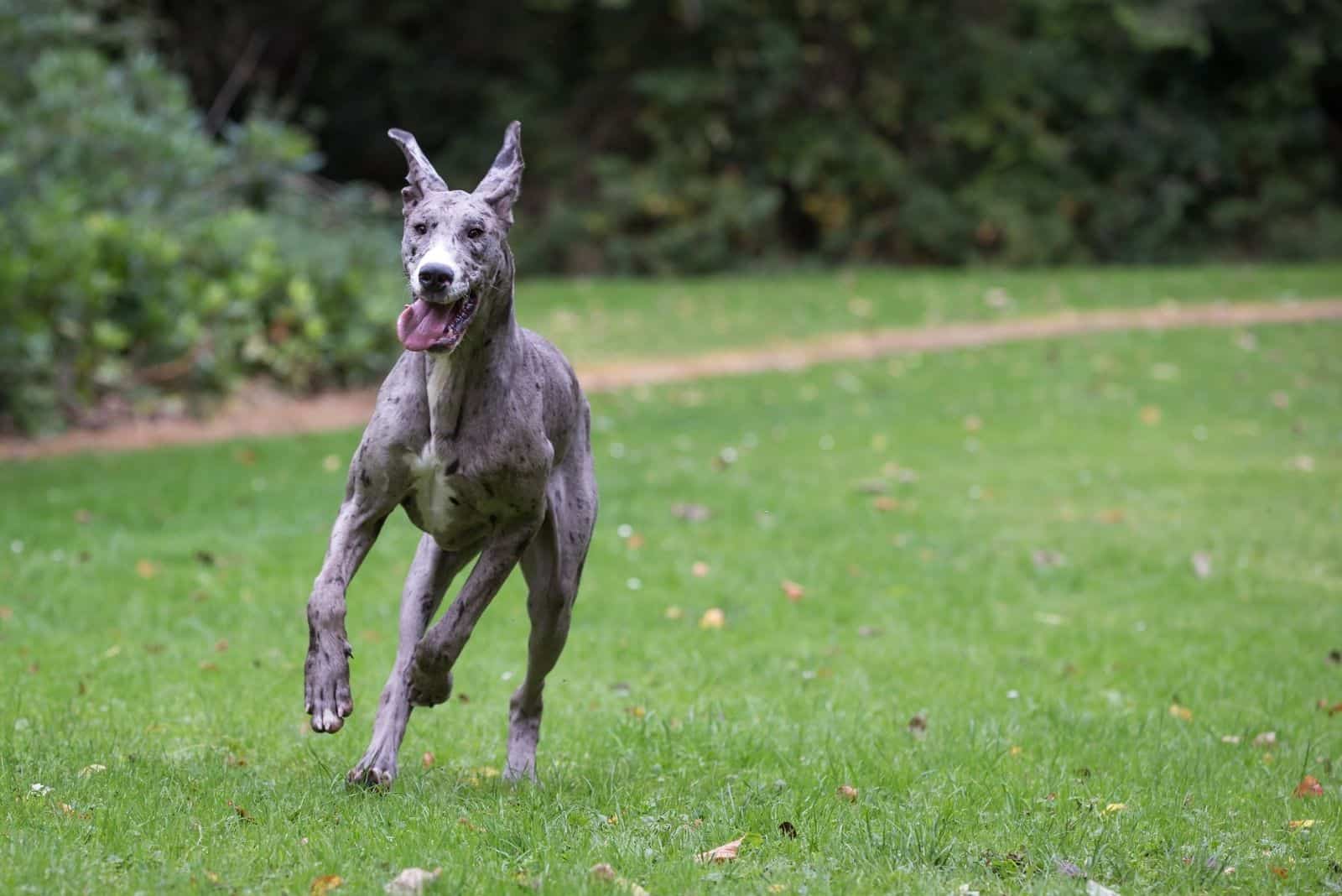 merle blue great dane running in the lawn