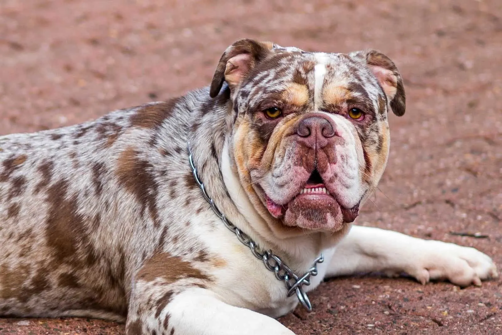 merle or mottled english bulldog lying down on close up photography