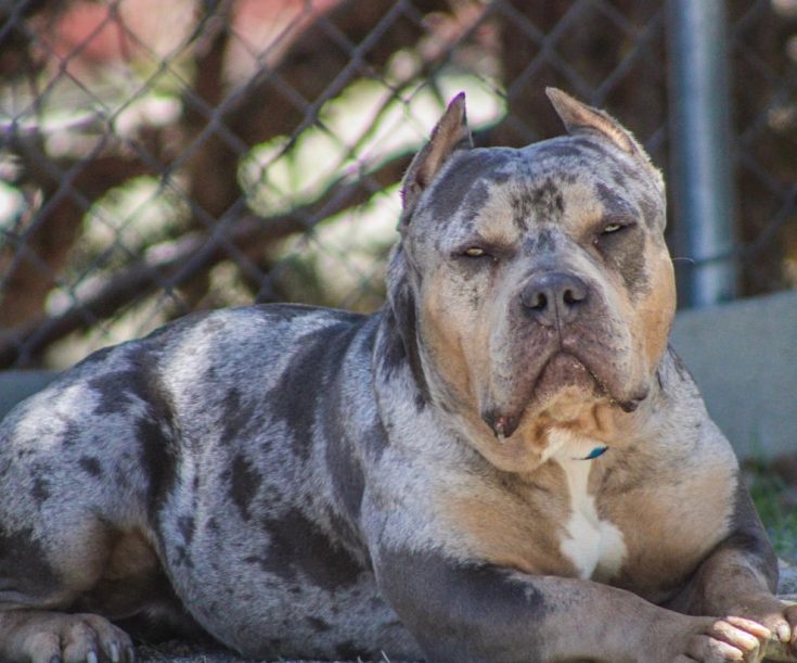 All About The Pitbull Price How Much Do These Dogs Cost?